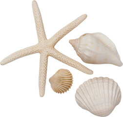 White Natural Marine Scattered Sea Shells © Ksuview