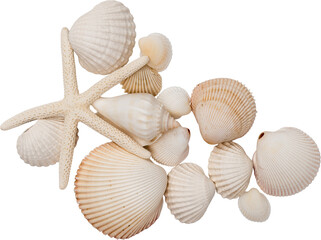 White Natural Marine Scattered Sea Shells © Ksuview