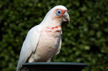 Long-billed corella, Australia. © Norman