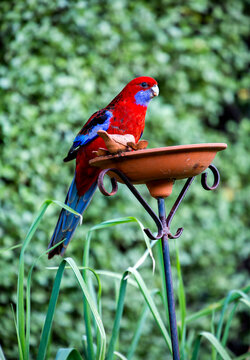 Australian crimson rosella perched on a bird feeder.