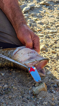 High angle close-up view of a fisherman using long fishing pliers to carefully detach a metal spoon lure from the teeth-filled mouth of a freshly caught northern pike lying on a stony ground.
