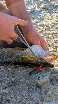 Vertical close-up photograph showing an experienced angler using medical forceps to safely extract a metal fishing spoon lure from the open mouth of a caught pike on a gravel riverbank during a sunny 