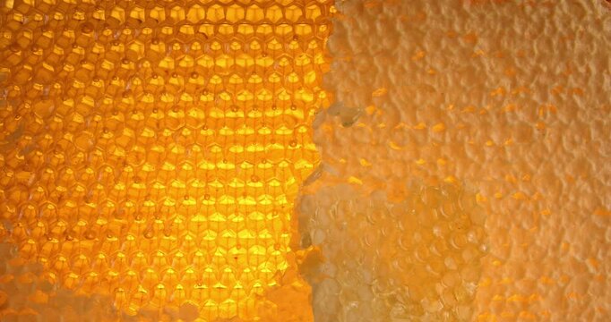 Wooden beehive frame with honeycombs close-up video. Combs full of honey, some with wax caps cut off.