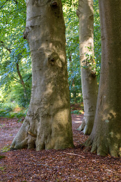 Three Beech trees alongside a trail at estate and forest Vosbergen, Drenthe, the Netherlands