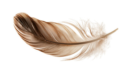 Curved brown and white striped bird feather with soft downy barbs © Motruc