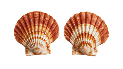 Two orange and white striped fan shaped scallop seashells © Motruc