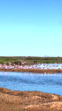 Flamingos Flying Over Walvis Bay Lagoon Namibia