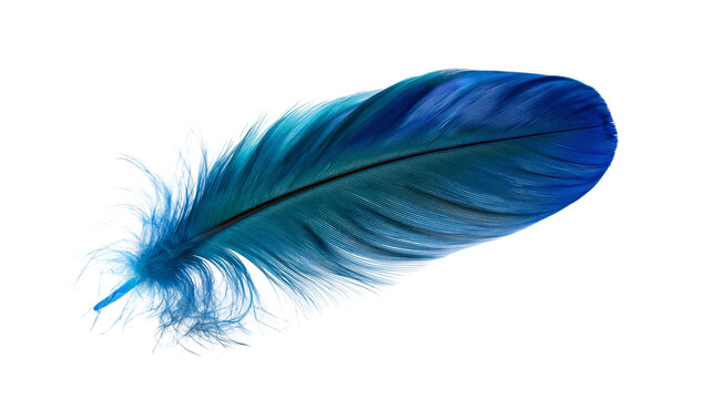 Vibrant blue bird feather with soft downy texture and dark central quill