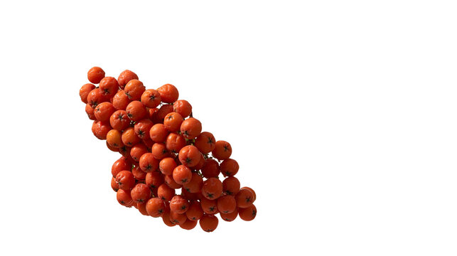 Cluster of ripe orange rowan berries on a branch