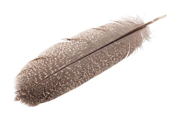Spotted bird feather isolated on transparent background © Photo Find