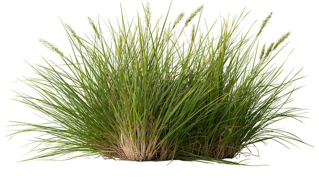 Lush green tuft of wild meadow grass with seed heads