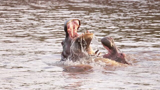Hippopotamuses partially submerged in the water of Maasai Mara, Kenya, showing typical social behavior in their natural African habitat.