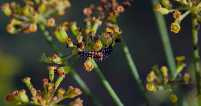 Detailed macro shot of a ladybug larva crawling on yellow plant flowers in natural daylight.
