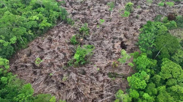 Aerial view of a deforested forest.