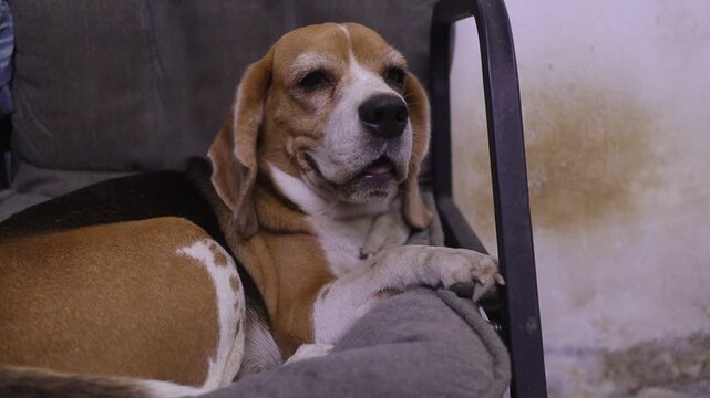 Beagle sitting patiently indoors near a chair, wearing a harness and gazing thoughtfully.
