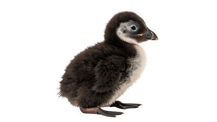 Small fuzzy grey baby penguin chick standing isolated on transparent background © Oliver