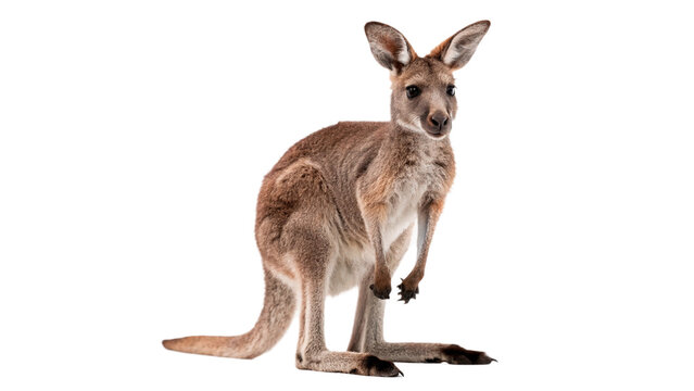 Small young red kangaroo joey marsupial isolated on transparent background