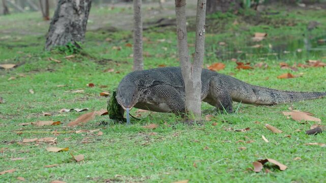 The varanus salvator looking for food on the grass in the park. It is a large lizard native.