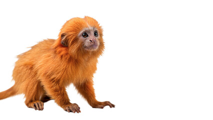 Small golden tamarin monkey primate animal wildlife isolated on transparent background © Oliver