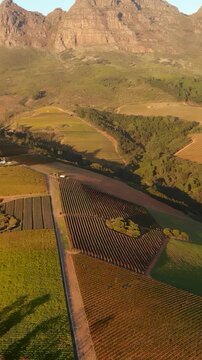 Aerial view of orderly vineyard rows and surrounding farmland beneath layered mountain cliffs with shifting warm golden-hour light and long diagonal shadows over valley landscape