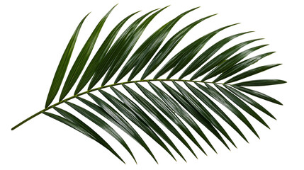 Single lush green palm leaf with long slender leaflets and central stem © dominica