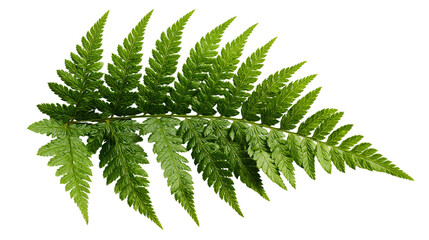 Vibrant green fern leaf with intricate pinnate structure and serrated edges © dominica