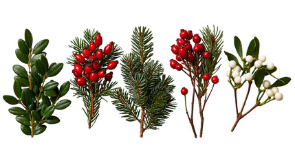 Christmas evergreen branches with red holly berries and white mistletoe sprigs © dominica