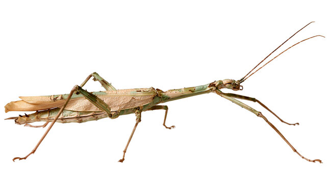 Green and brown stick insect with long antennae and thin legs