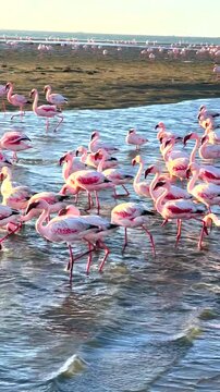 Flamingos at Walvis Bay Lagoon Namibia
