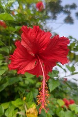 red hibiscus flower in garden © bayazidurrahman