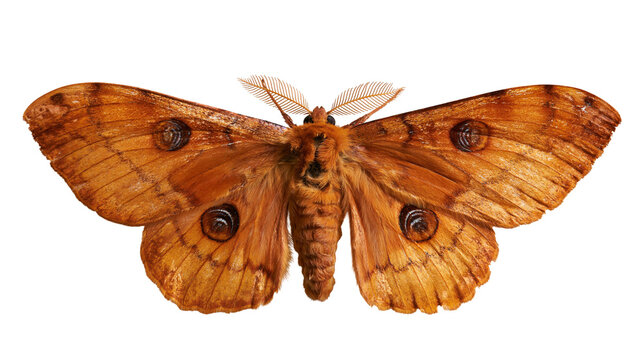 Large orange emperor moth with detailed wing patterns and feathery antennae