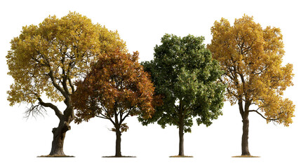 Four deciduous trees with green and golden autumn foliage in a row © darietta
