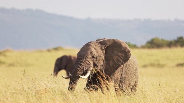 African elephant walking through the grasslands of Maasai Mara, Kenya, with mountains in the background. Wildlife safari scene in natural African savanna habitat.