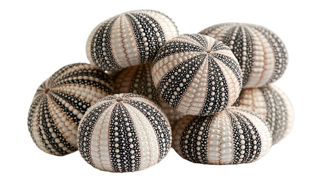 Group of dried sea urchin shells with black and white striped patterns