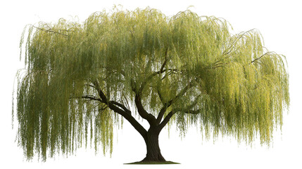 Large weeping willow tree with long drooping branches and vibrant green leaves © darietta