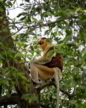 Adult male Proboscis monkey, Nasalis larvatus, sitting on a tree branch among dense green foliage in the tropical forest of Borneo