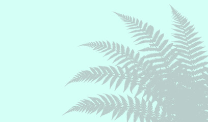 Shadow of fern leaves on light blue background © Imran