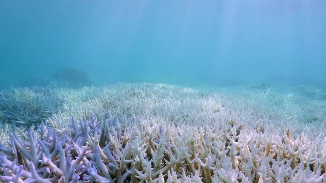 Close-up of coral bleaching on a reef in Australia. Consequences of climate change and the climate crisis on the oceans.