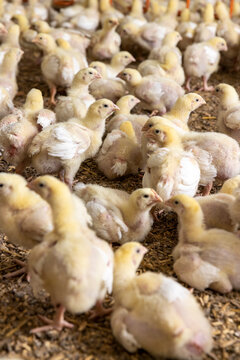 beautiful little chickens in soft fluff and the first white feathers on their wings, young yellow puffs with white feathers chickens at a large broiler poultry farm