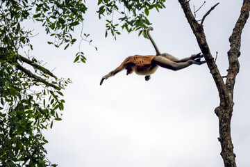 Proboscis monkey, Nasalis larvatus, leaping between trees with its body fully extended and arms outstretched in the tropical forest of Borneo © Fauzan Maududdin