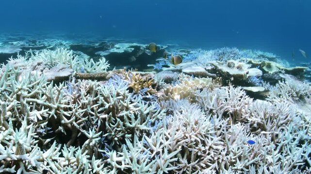 Close-up of coral bleaching on a reef in Australia&rsquo;s Great Barrier Reef.
