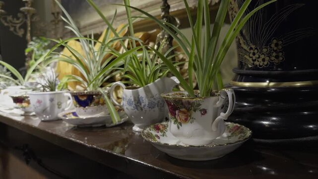 Row of spider plants growing in vintage floral teacups displayed on a wooden sideboard near a ceramic urn