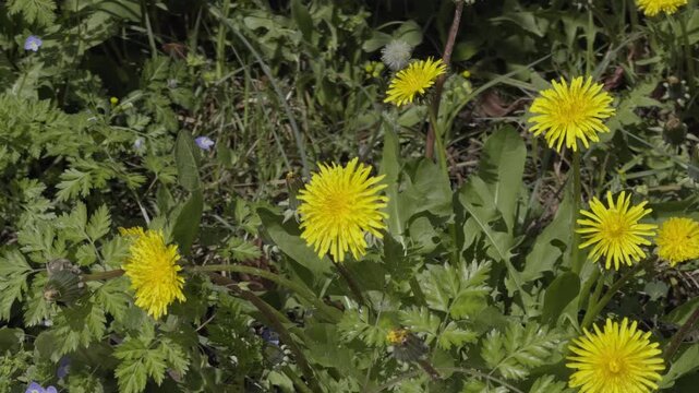 A dense patch of bright yellow dandelions blooming in wild green grass outdoors