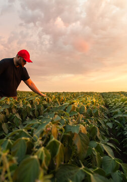 Farmer inspecting soybean field at sunset with tractor