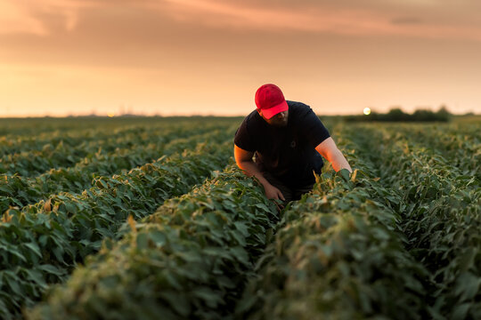 Farmer inspecting soybean field at sunset with tractor