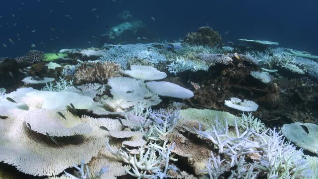 Close-up of coral bleaching on a reef in Australia&rsquo;s Great Barrier Reef.