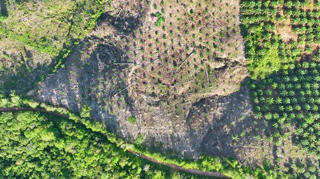 Aerial view of deforested rainforest for agriculture.
