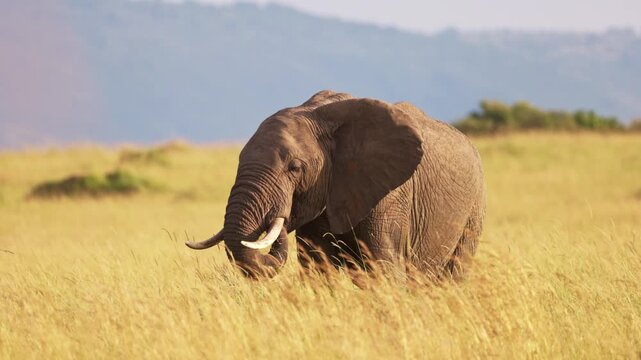 African elephant walking through the grasslands of Maasai Mara, Kenya, with mountains in the background. Wildlife safari scene in natural African savanna habitat.