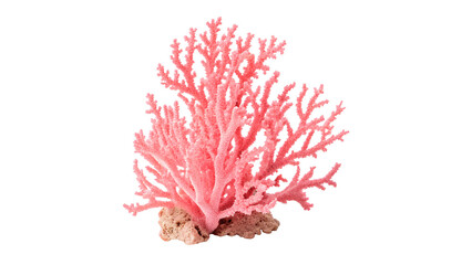 Pink decorative sea coral branch marine ornament isolated on transparent background © Gabriel