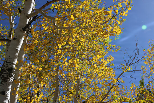 Fall Colors in Lee Canyon Spring Mountains National Recreation Area